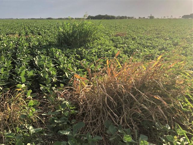 &nbsp;El sorgo de alepo fue la primera maleza en resistir el glifosato.