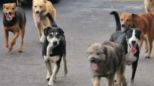 Denuncian la muerte de cien perros por intoxicación con un agrotóxico