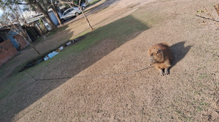El carpincho rescatado del área urbana de Granadero Baigorria. Lo tenían atado del cuello con una cadena.&nbsp;