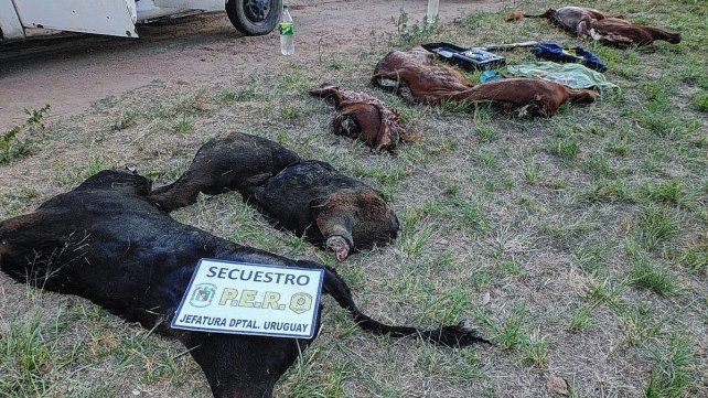 Persecución a cuatreros que llevaban terneros fraccionados