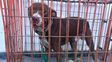 Villa Oculta: rescataron a un pitbull con signos de maltrato y un hombre quedó aprehendido