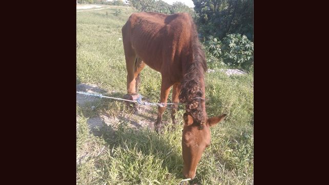 Rescataron una yegua que ya no podía caminar por una infección en una pata