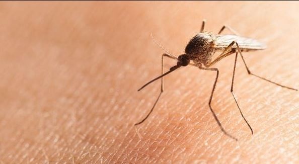 El mosquito Charquero proliferó en el verano en la ciudad y aún se resiste. 
