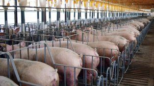 Productores de carne de cerdo advirtieron que los costos quitan rentabilidad y pidieron medidas.