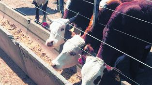 Engorde. El ingreso a feedlot en febrero de este año creció 16% interanual.