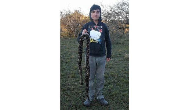Entre Ríos: hallaron una yarará de casi dos metros en una chacra
