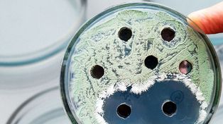 Especialistas del Conicet desarrollaron un bioproducto que protege frutas y verduras de la amenaza de patógenos