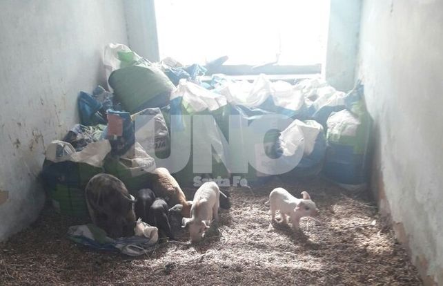 Múltiples allanamientos en San Genaro terminaron con cinco personas detenidas por abigeato