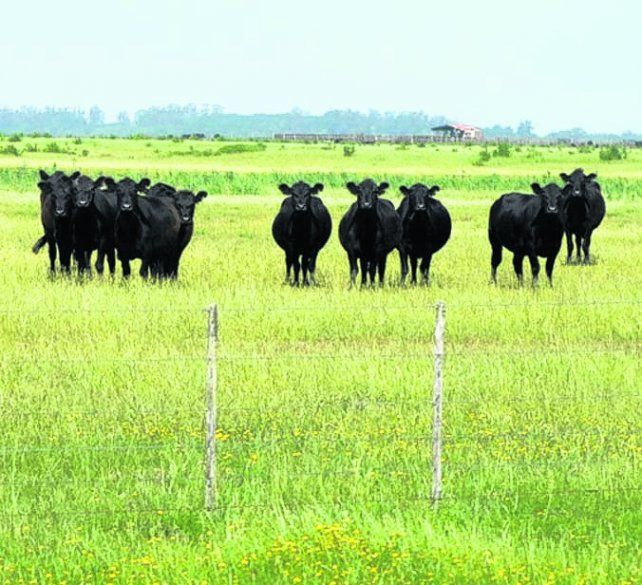 Más. Seggiaron celebró la recuperación de las exportaciones ganaderas y la recuperación de los mercados internacionales..