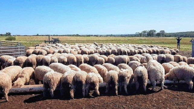 La producción de carne ovina es una apuesta fuerte en Gobernador Mansilla