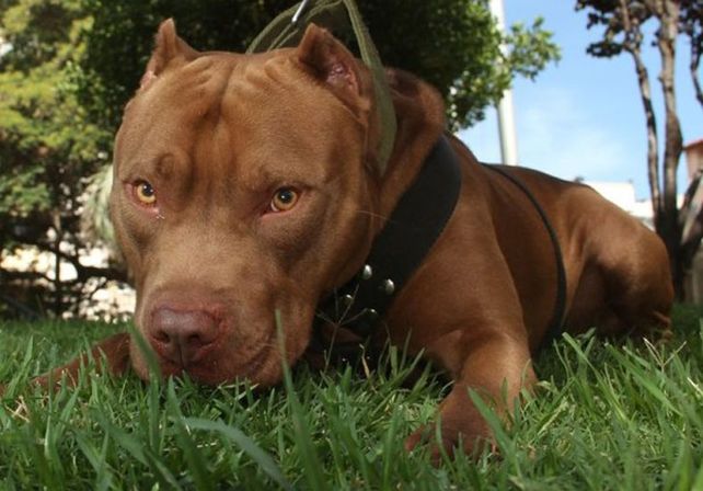 El perro. La mamá de la nena atacada afirmó que el can estaba con una chica que dijo “que era del padrastro”.
