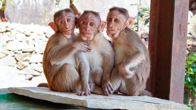 El hombre trabajaba en un instituto de investigación especializado en la cría de primates no humanos.