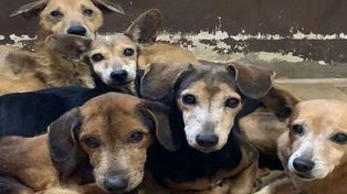 Seis perros rescatados del maltrato buscan un hogar
