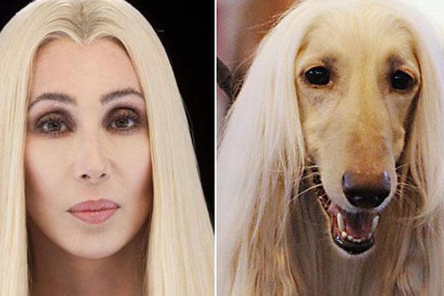 Personas, animales y objetos que son similares entre sí