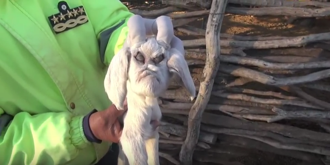 Las impactantes imágenes de un cabrito con rasgos humanos