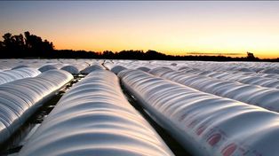 Productores vendieron 600.000 toneladas de soja y acumulan casi 9 millones en 10 ruedas en el marco del Programa de Incremento Exportador (dólar soja)&nbsp;