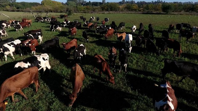 Reconvirtieron un tambo orgánico y potenciaron la rentabilidad