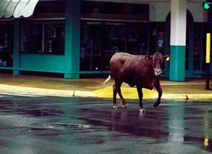 Una vaca escapó de un frigorífico y atropelló a una mujer que cruzaba la calle