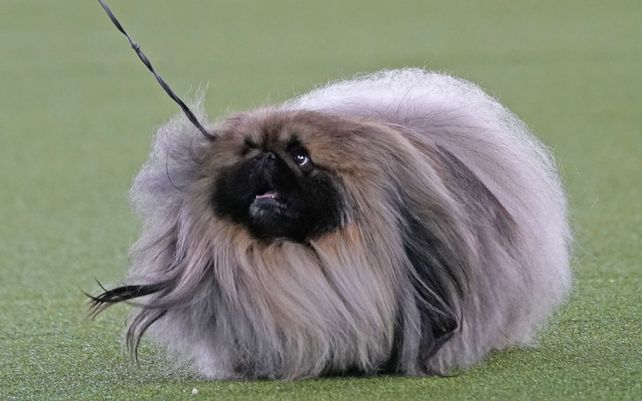 Un pequinés camina con su cuidador en el Best in Show en la exposición canina Westminster Kennel Club