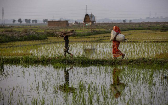 Una mujer india y su hijo caminan cargando leña a través de un campo de arroz en las afueras de Gauhati, India. El gobierno planea aumentar el gasto en atención médica que promete ayuda adicional para capear la pandemia de coronavirus.