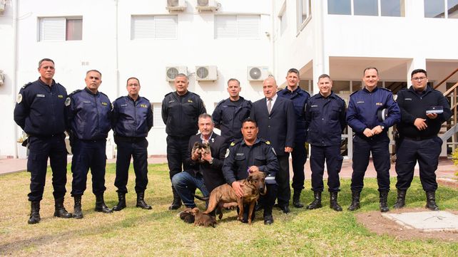 Los cachorros son hijos de Sakura -una Can Belga Malinois-