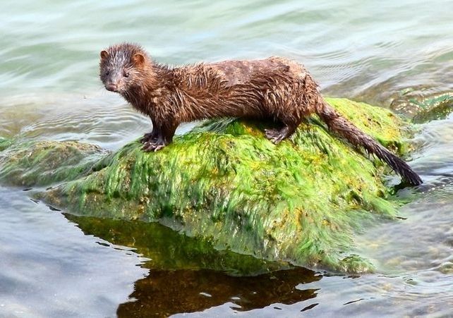 ¿Qué animales se contagiaron de COVID-19 desde el inicio de la pandemia?