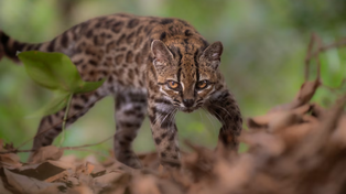 El felino que parecía un gato doméstico y resultó ser una nueva especie