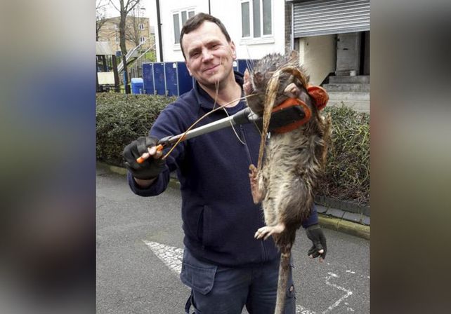 Se sacó una foto con la rata más grande del mundo