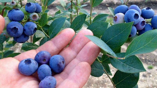 Arándanos: proponen mejorar la producción con hongos