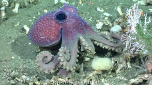 La campaña Talud Continental IV, desarrollada por científicos del Conicet y el Schmidt Ocean Institute, está llegando a su fin.