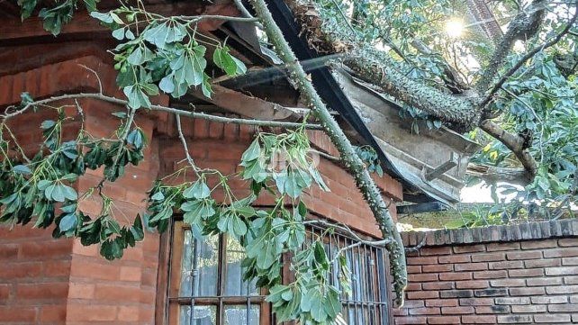 Crónica de un final anunciado: un palo borracho centenario se partió y destruyó una casa en barrio Loyola