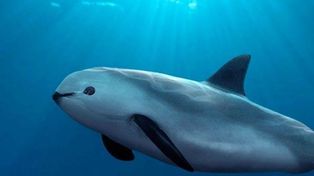 México trata de salvar la vida de la vaquita marina