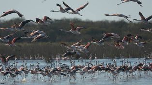 El flamenco rosado halló un hábitat en Santa Fe