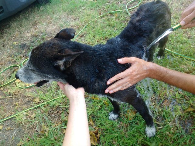 Willy, el perro callejero de Candioti Sur que busca una familia