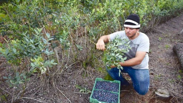 Conflicto en el arándano: UATRE rompió el diálogo directo con las empresas y se declaró en alerta permanente