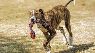 Cerca de 70 galgos fueron restituidos a sus dueños por presunto maltrato y explotación animal.