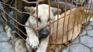 En Jujuy buscan que se reconozca a los animales como seres sintientes