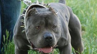 Rincón ya decidió que controlará a los perros peligrosos
