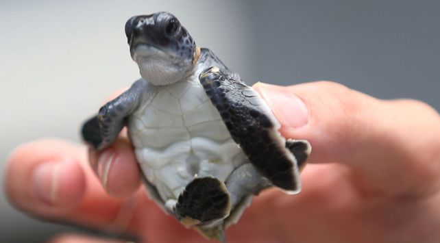 Insólito: Le dolía la vagina y le encontraron una tortuga