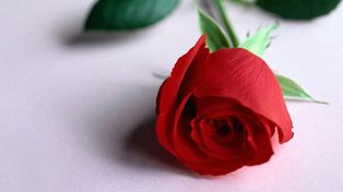 Una rosa para el Día de la Mujer