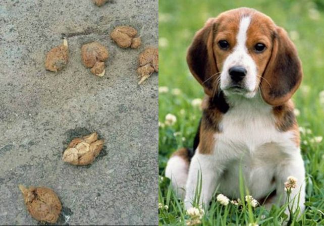 Encuentran nueve cerebros de perros en el costado de la calle en Nueva York