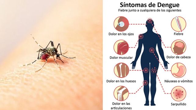 Qué hacer y qué no hacer si se cursa un cuadro de dengue o chikungunya: recomendaciones Qué hacer y qué no hacer si se cursa un cuadro de dengue o chikungunya: recomendaciones