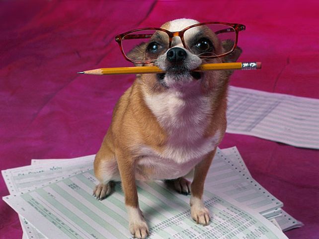 Veinte curiosidades sobre los perros