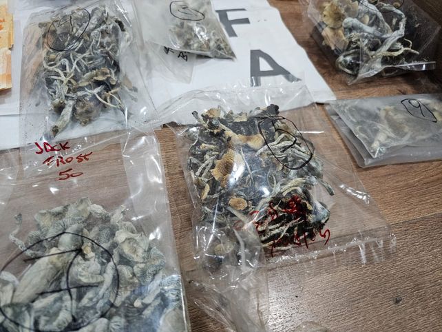 Los hongos secuestrados junto a pastillas de drogas de diseño