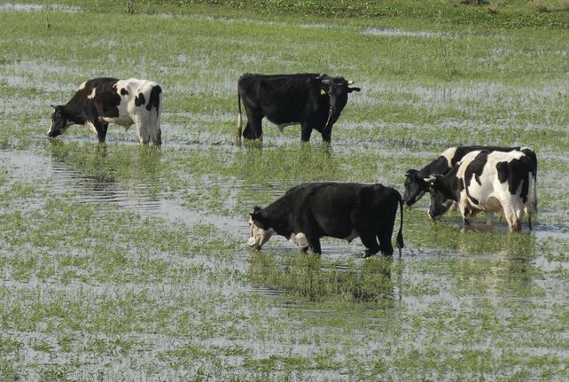 Amenazas. Ante factores desfavorables como una inundación y el pisoteo del ganado