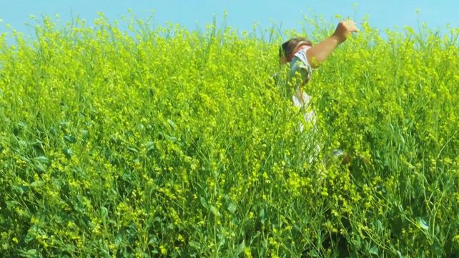 Colza: una alternativa estratégica para los cultivos de invierno