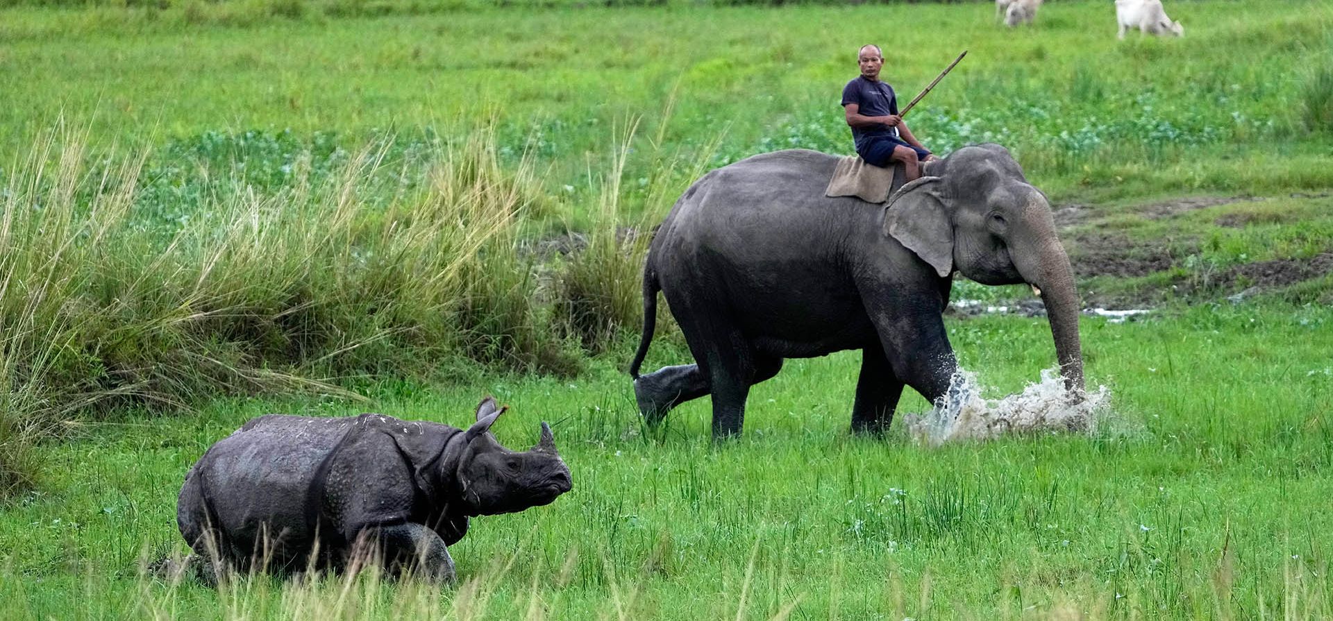 Un cuidador de elefantes, montado en un elefante del departamento forestal, dirige a un rinoceronte de un cuerno hacia el santuario de vida silvestre de Pobitora desde las afueras de Guwahati, India, el martes 1 de septiembre de 2026. (Foto AP/Anupam Nath)