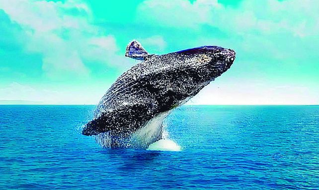 El avistaje de ballenas es una actividad de la que se puede disfrutar en Samaná.