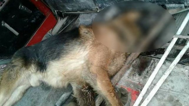 Un perro salvó la vida de su dueña en medio de un violento robo y murió horas más tarde.