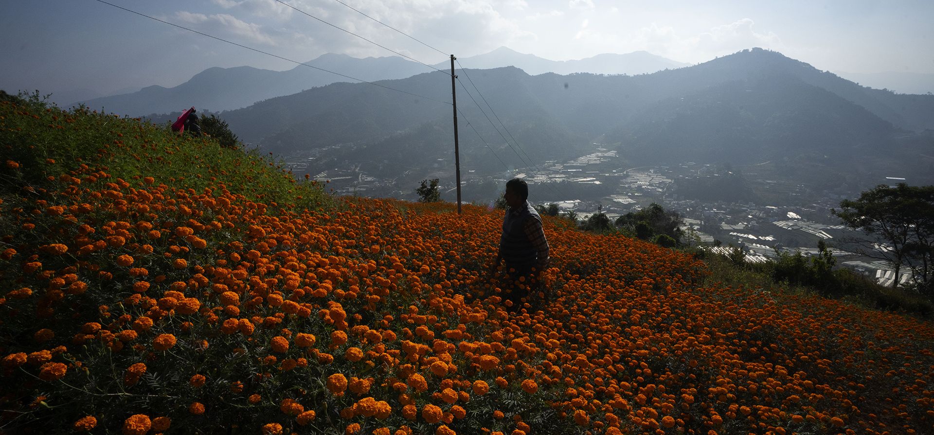 Un granjero recoge flores de caléndula para hacer guirnaldas y venderlas para el próximo festival de Tihar, en las afueras de Katmandú, Nepal, el viernes 10 de noviembre de 2023. Las guirnaldas de caléndula se utilizan como ofrendas a las deidades hindúes, así como con fines decorativos durante el festival de Tihar. . (Foto AP/Niranjan Shrestha) Un granjero recoge flores de caléndula para hacer guirnaldas y venderlas para el próximo festival de Tihar, en las afueras de Katmandú, Nepal, el viernes 10 de noviembre de 2023. Las guirnaldas de caléndula se utilizan como ofrendas a las deidades hindúes, así como con fines decorativos durante el festival de Tihar. . (Foto AP/Niranjan Shrestha)